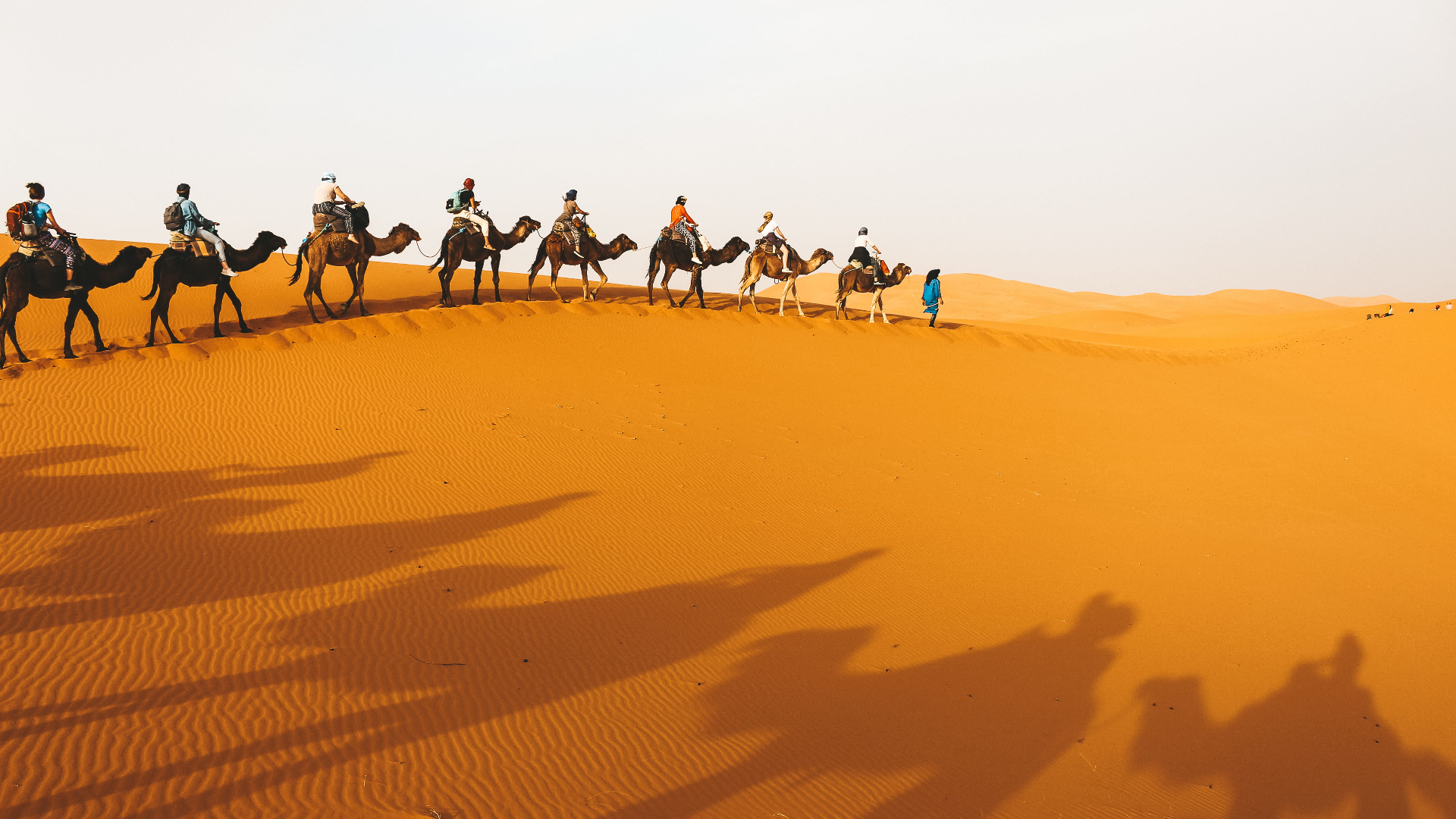 Camels walking in golden sand dunes near Zagora at sunset